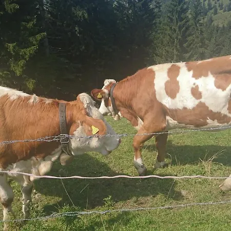 Maurers Schlierseetraum 4 Nummer 452 Modernes Und Renoviertes Studio Mit Ca 40 Qm Fur 2 Personen شقة *